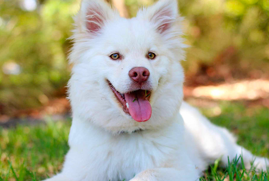 Dog Acting weird, most weird dog behaviors