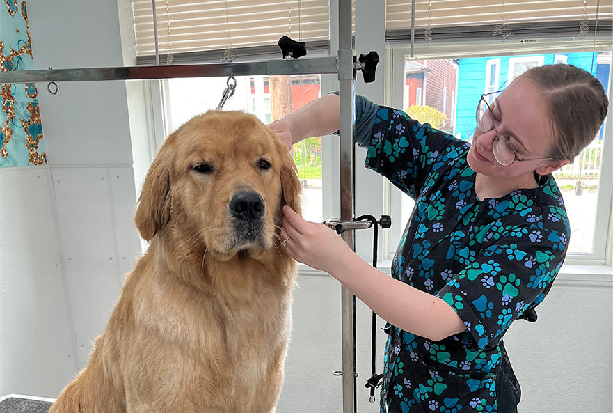 Dog Interview series, alison cole