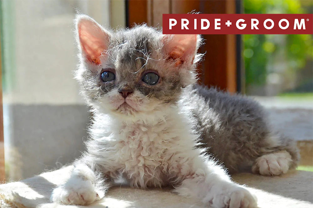 Curly Haired Cat Breeds, Curly Haired Cats