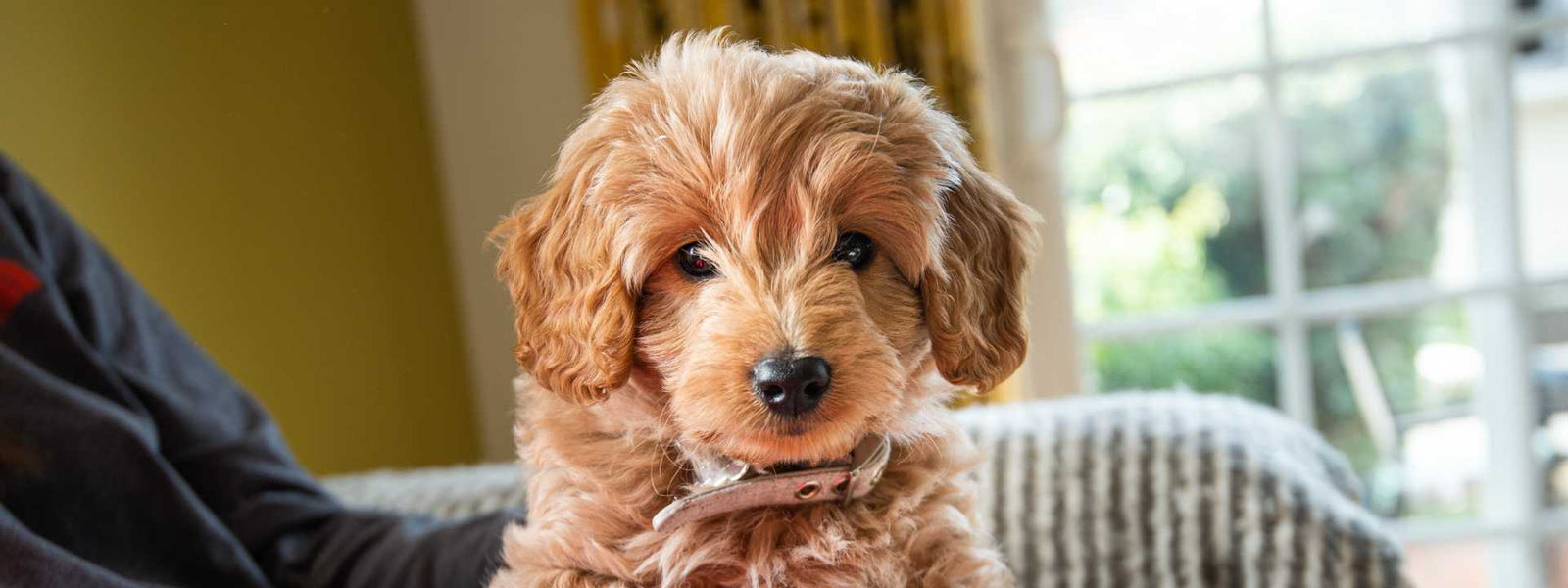 Doodle Grooming Questions