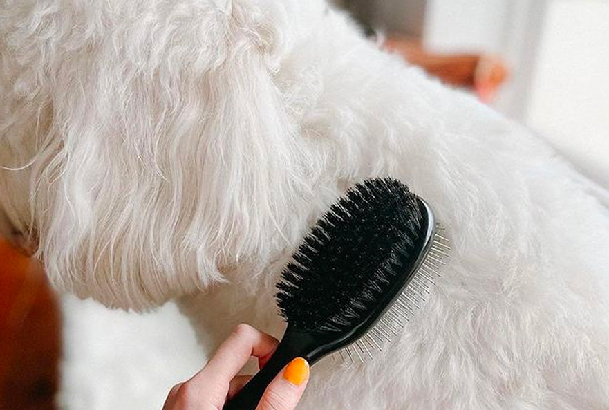 What's the Difference Between Dog Hair & Dog Fur? Cuteness!