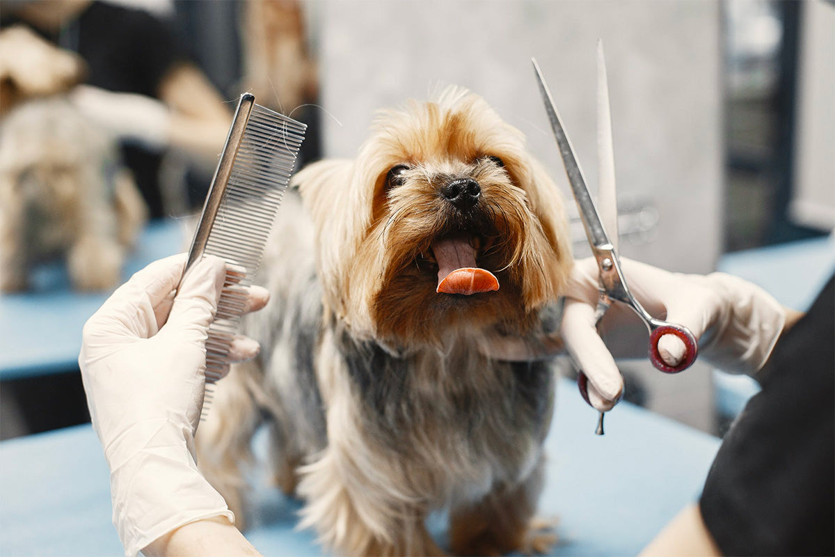 dog grooming, interview with professional dog groomers, yorkie grooming.jpg, kent abel