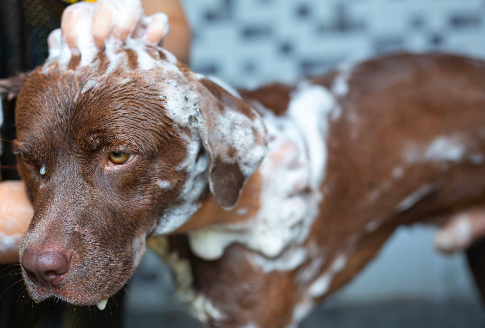 keeping dog calm during grooming, how to calm dog for professional grooming