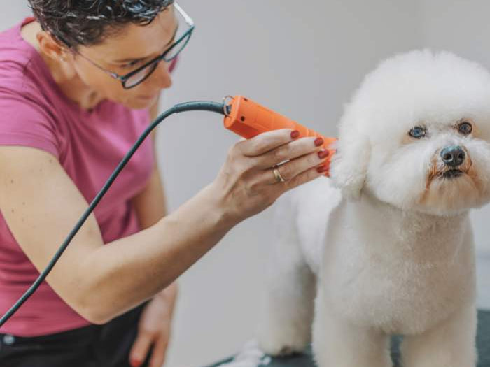 Professional Pet Groomers, Groom a Bichon Frise