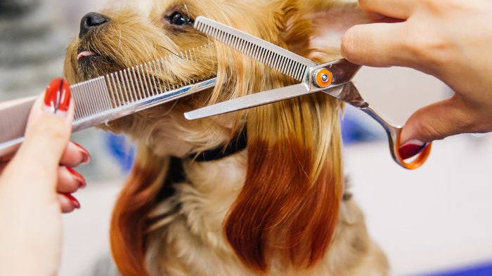 Professional Groomer Challenges for dogs