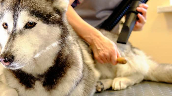 The Siberian Husky Grooming Guide For Dog Groomers