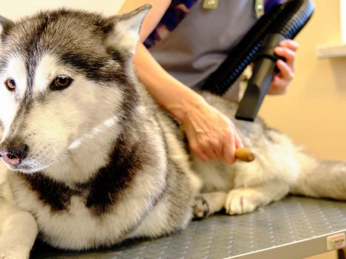 The Siberian Husky Grooming Guide For Dog Groomers