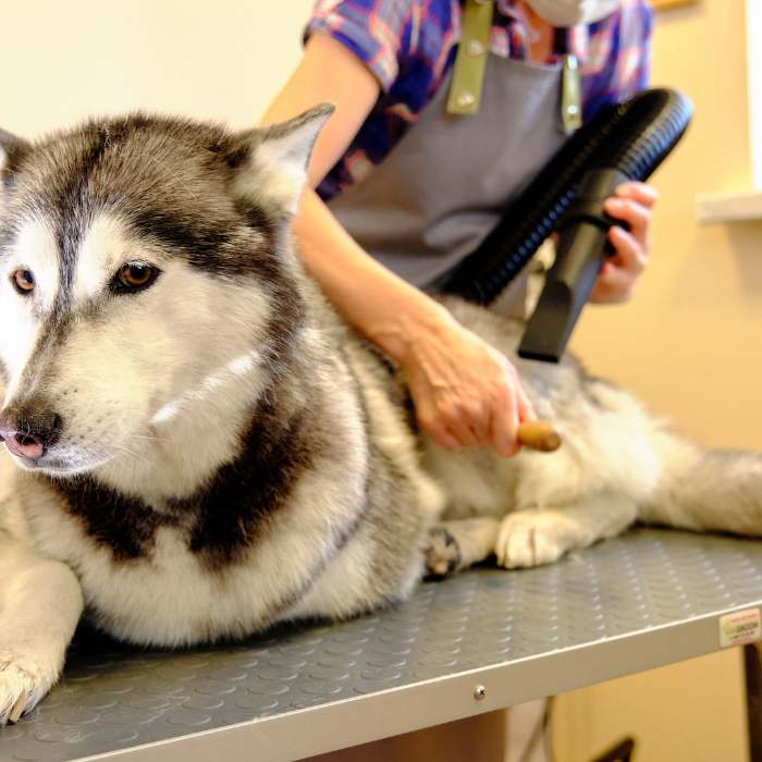 The Siberian Husky Grooming Guide For Dog Groomers