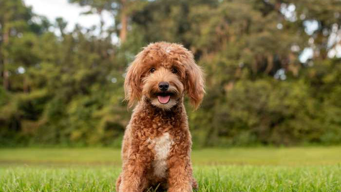 Guide to Mastering Doodle Grooming