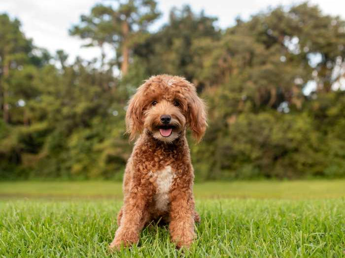 Guide to Mastering Doodle Grooming