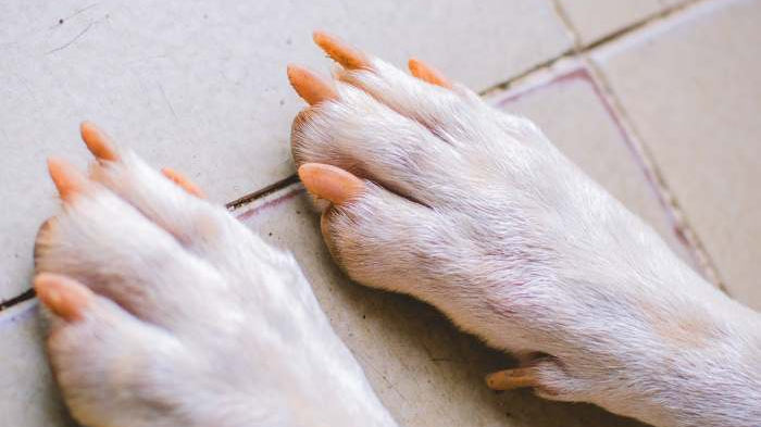 Is Nail Polish Safe for Dogs