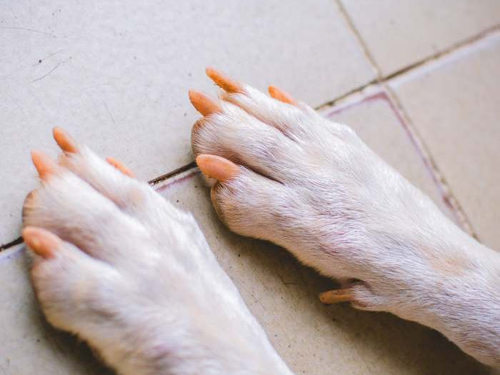 Is Nail Polish Safe for Dogs
