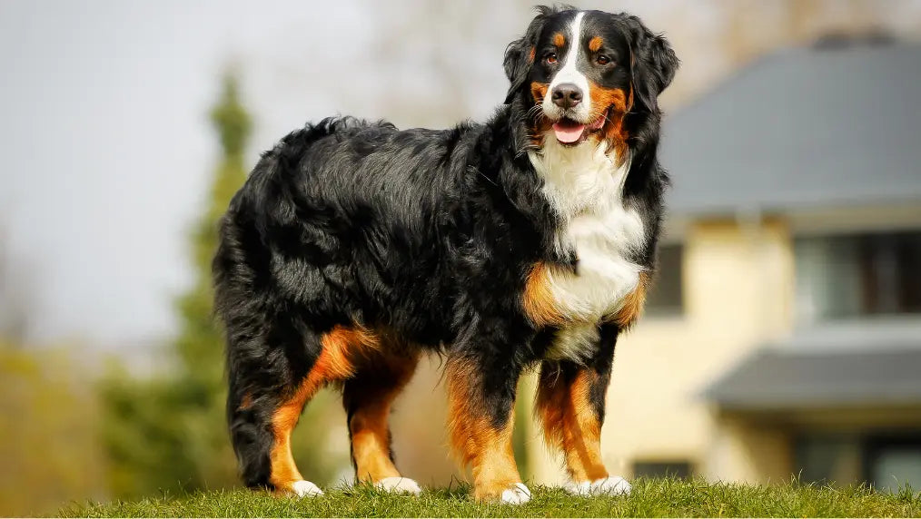 Bernese Mountain Dog Grooming