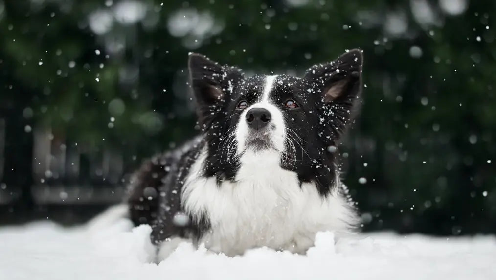 Border Collie Grooming