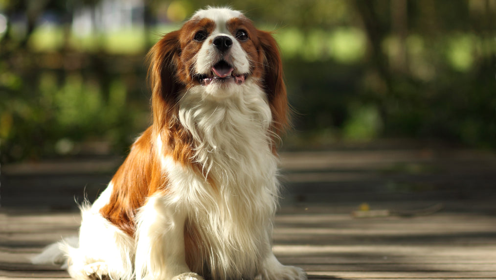 Cavalier King Charles Spaniel Grooming