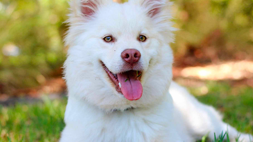 Dog Acting weird, most weird dog behaviors