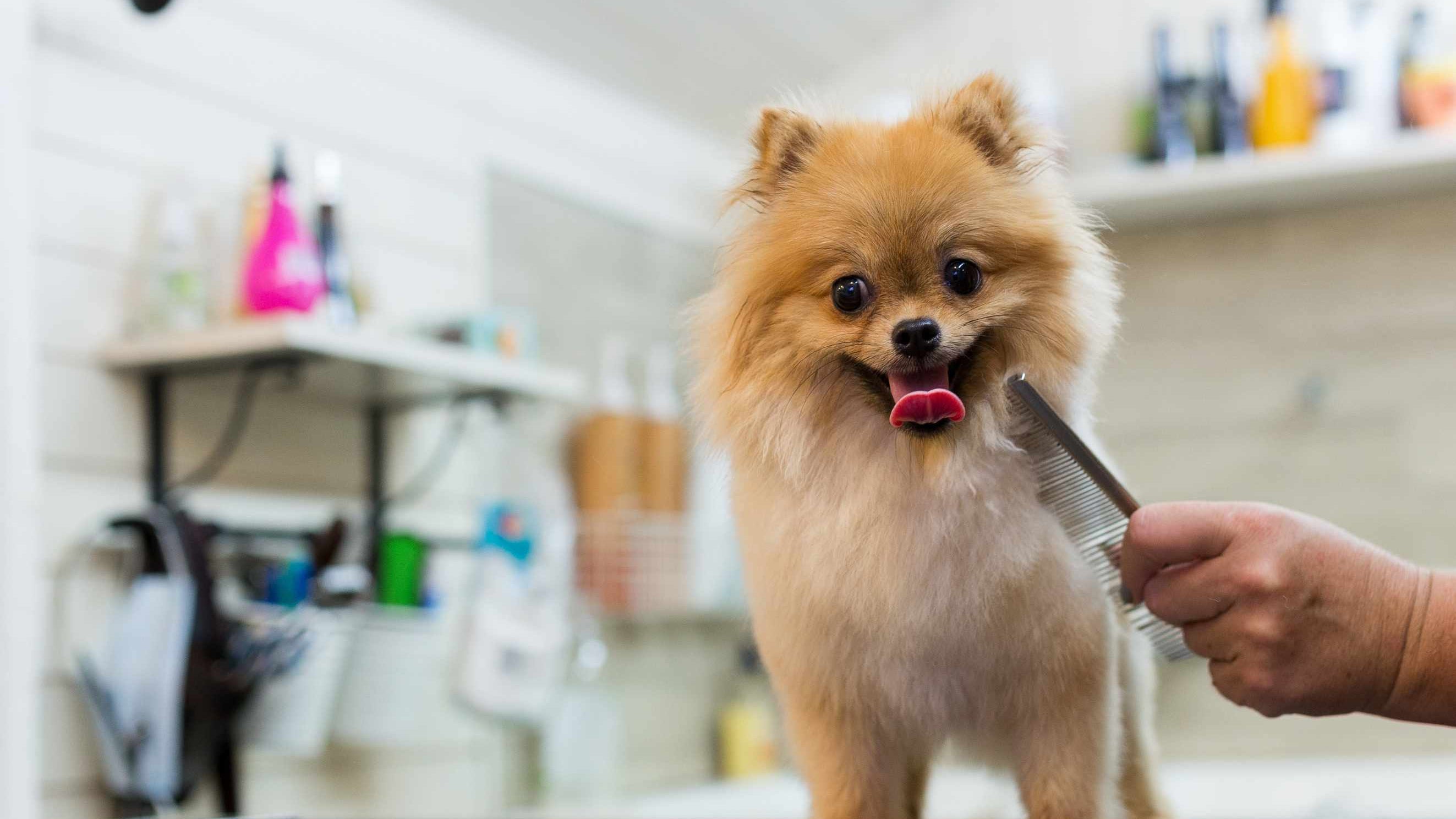 Dog Grooming Ideas