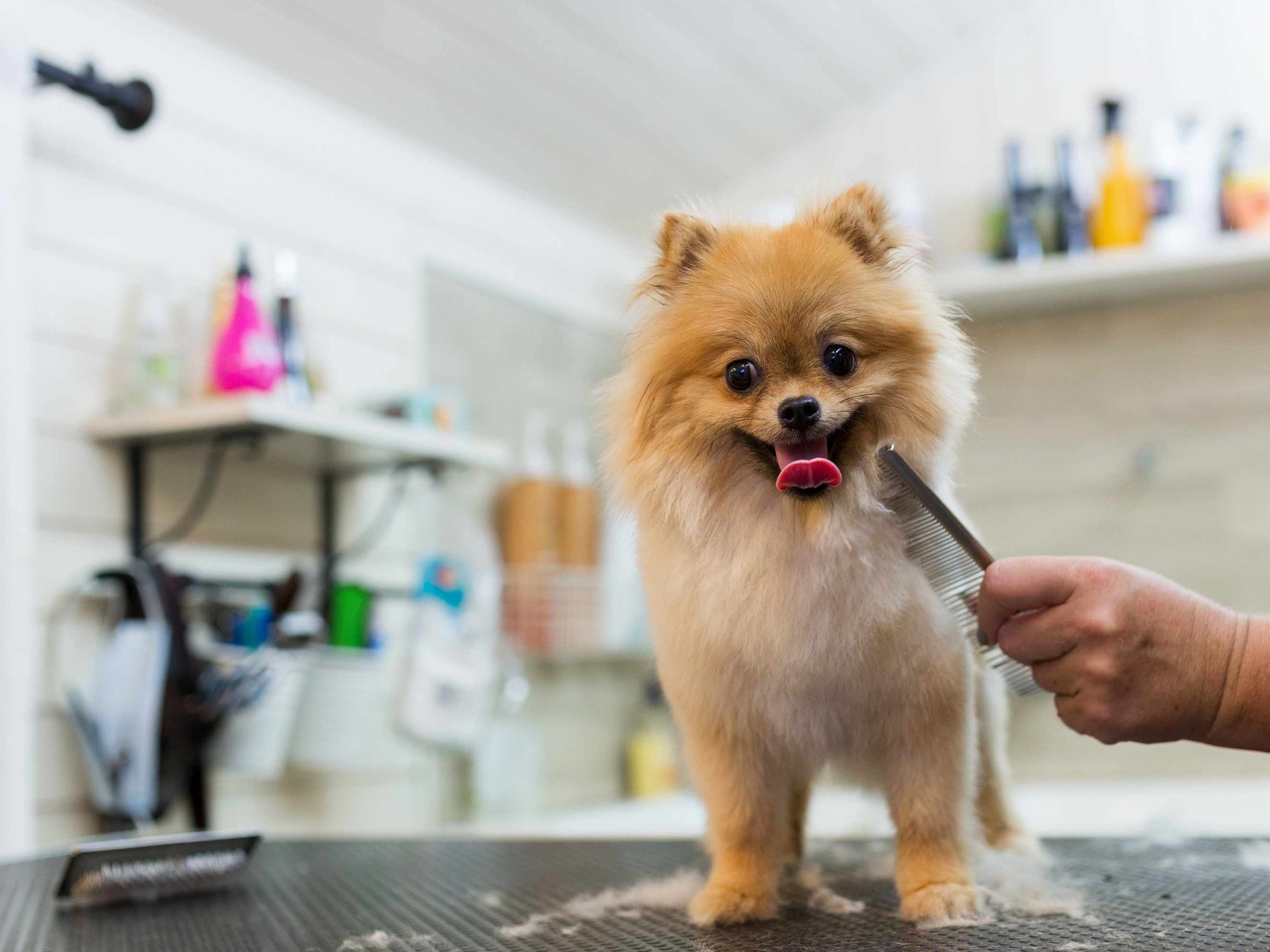 Dog Grooming Ideas