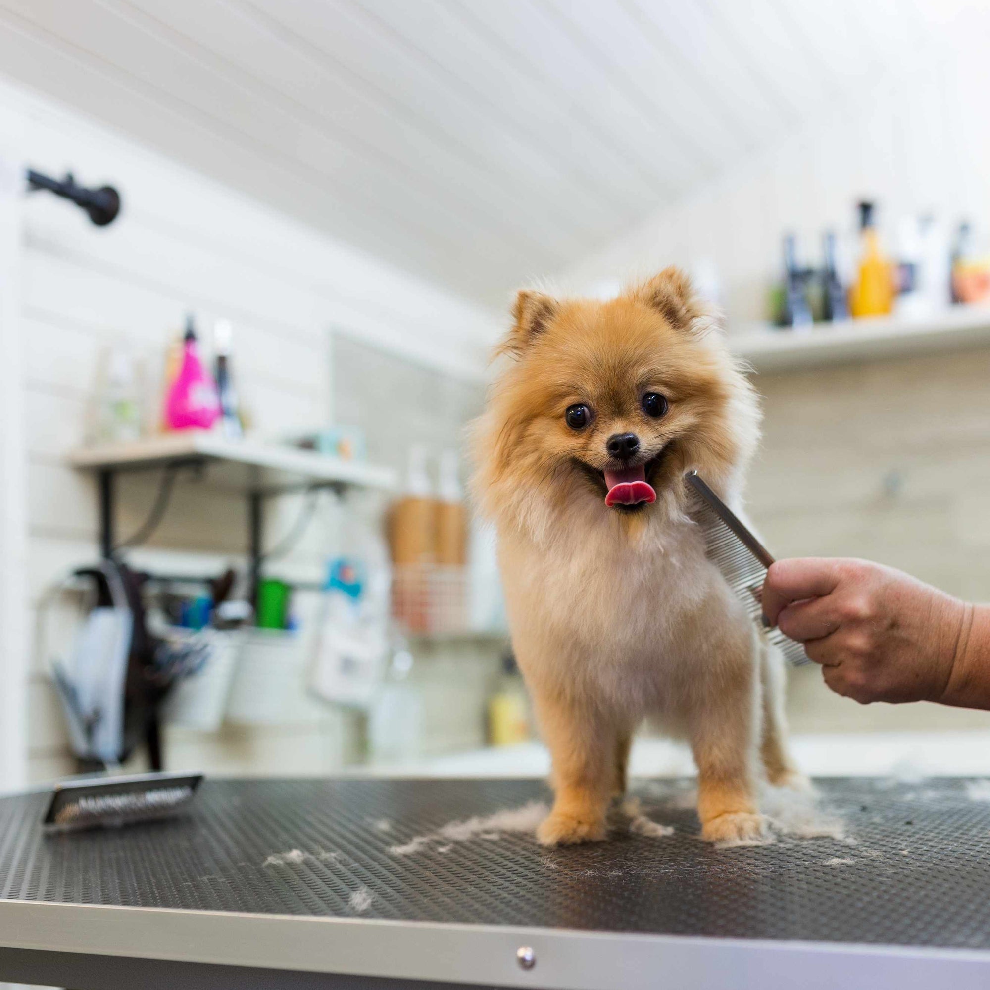 Dog Grooming Ideas