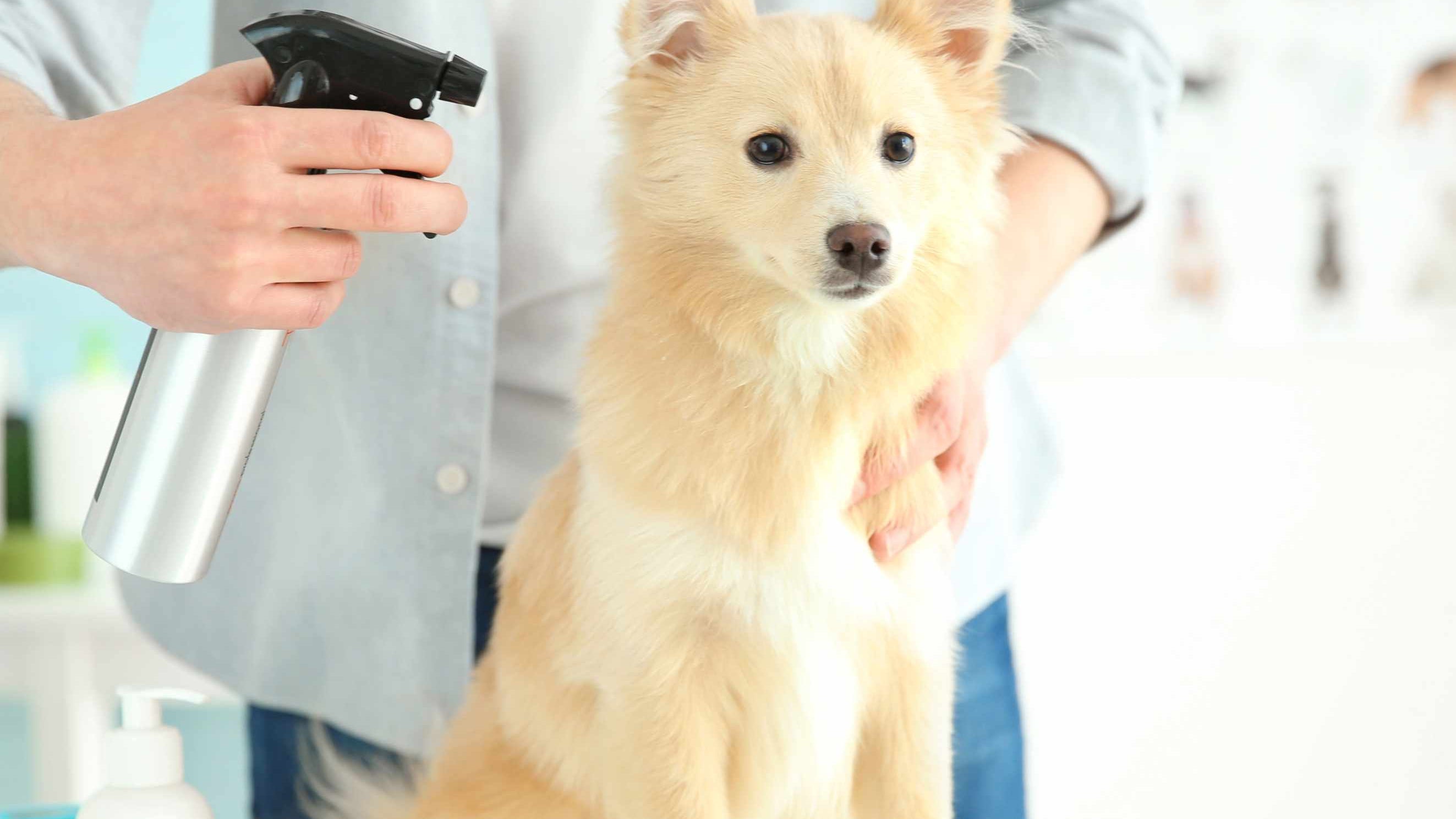 Dog Grooming Products for Modern Pet