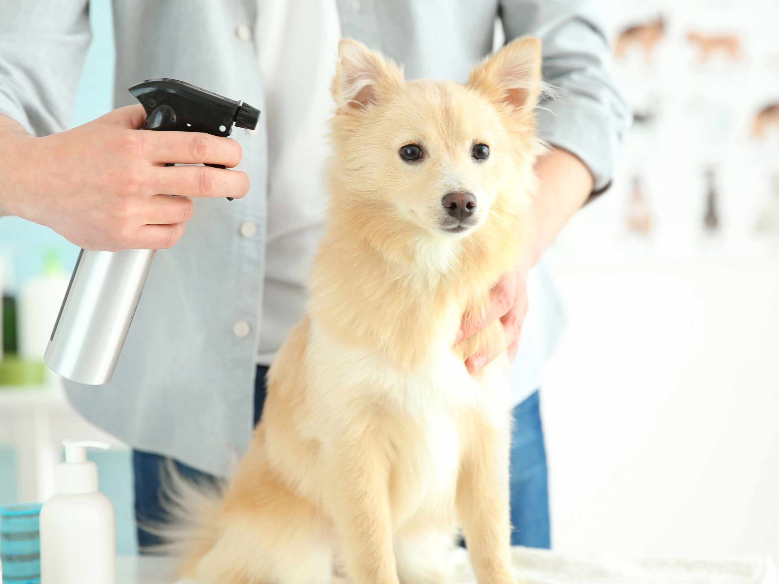 Dog Grooming Products for Modern Pet