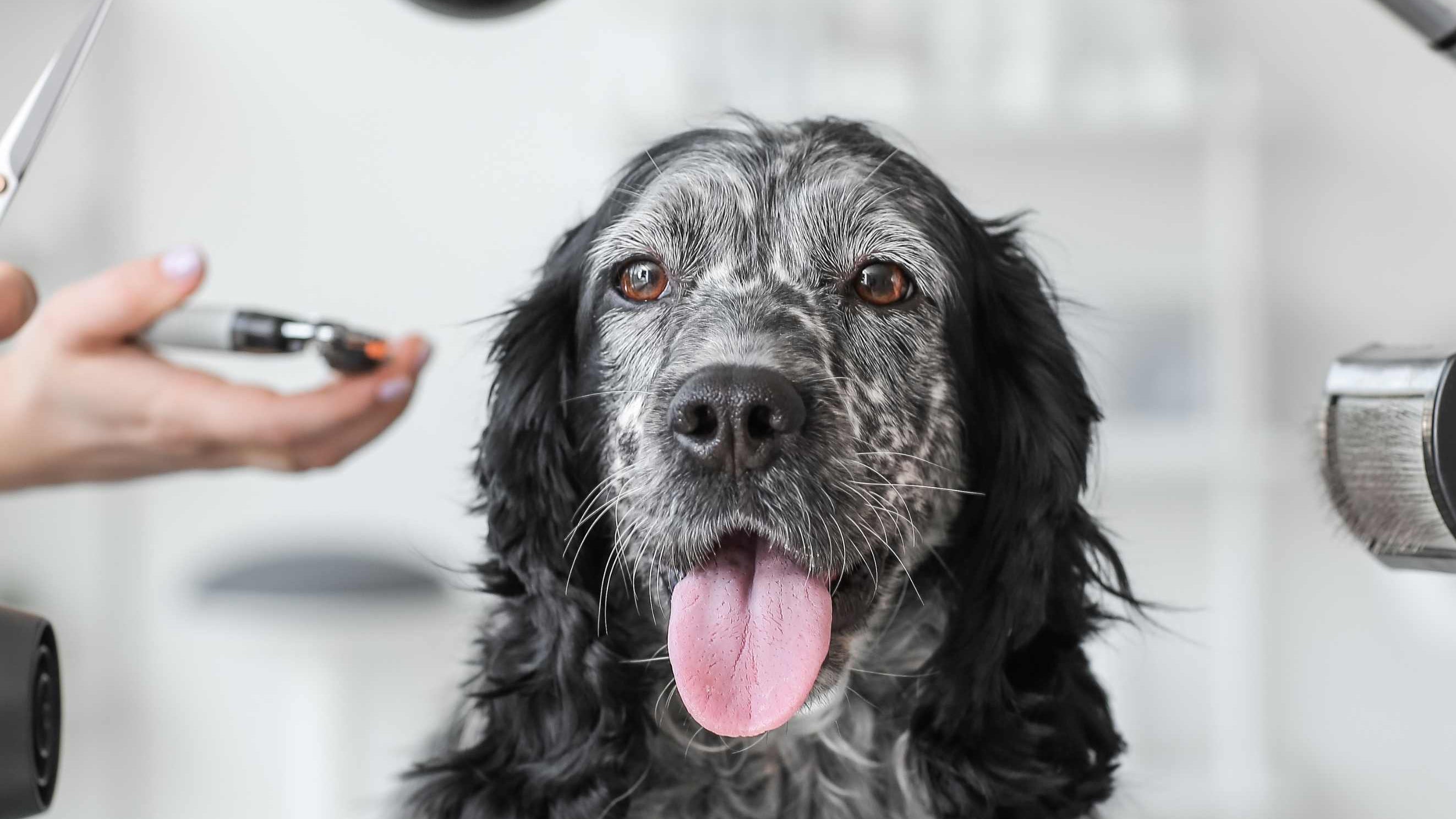 Essential Dog Grooming Products