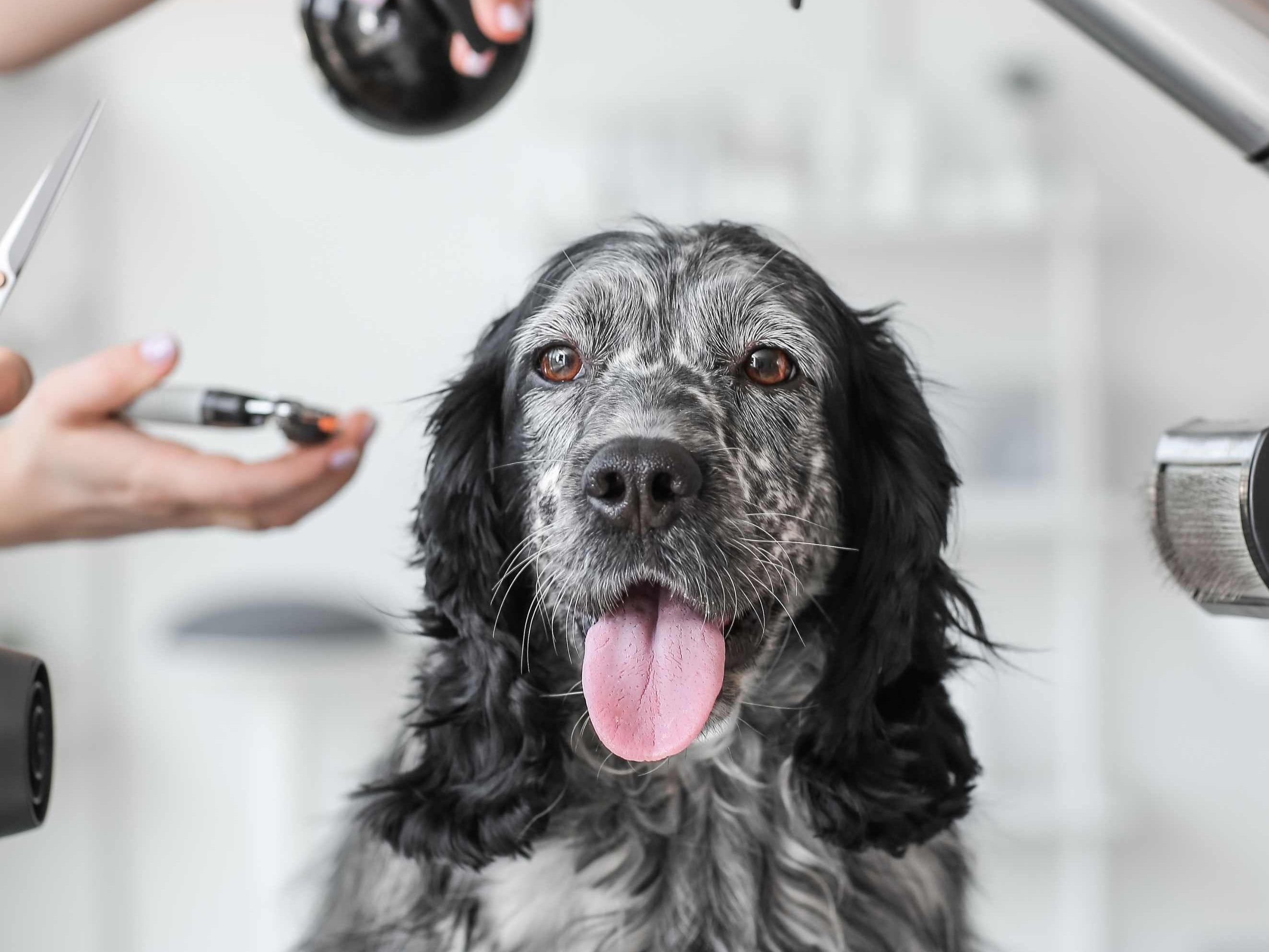 Essential Dog Grooming Products