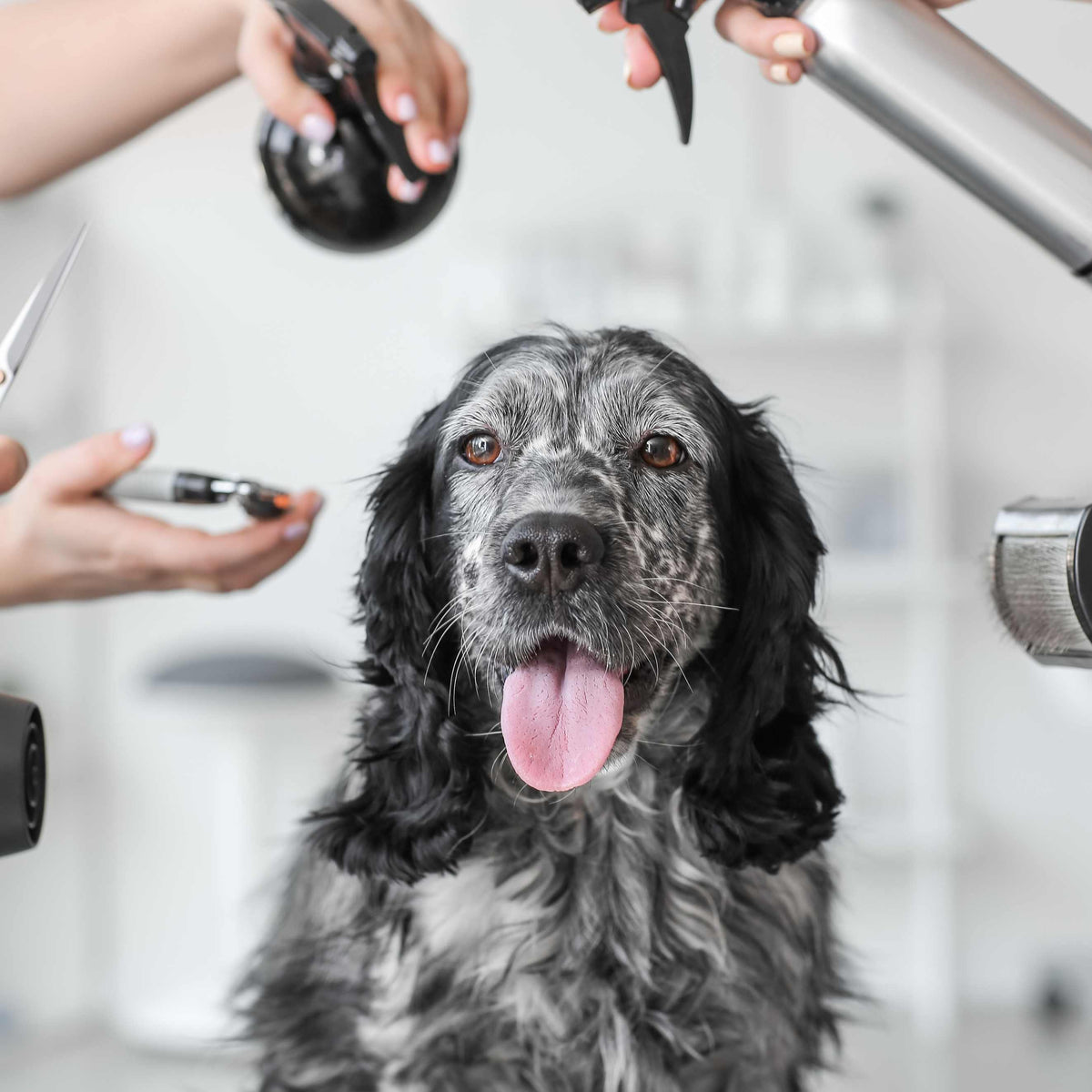 12 Essential Dog Grooming Products | Pride and Groom Pro – PRIDE+GROOM PRO