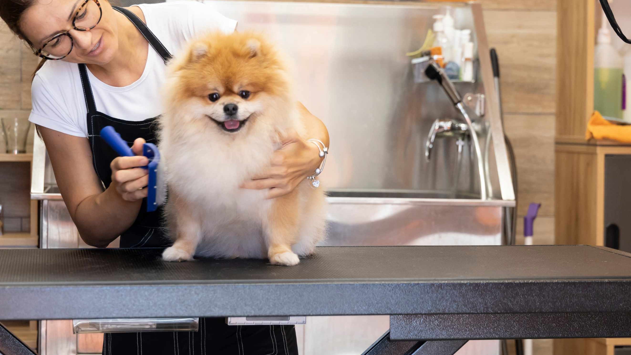 Eye Gunk in Pets Guide