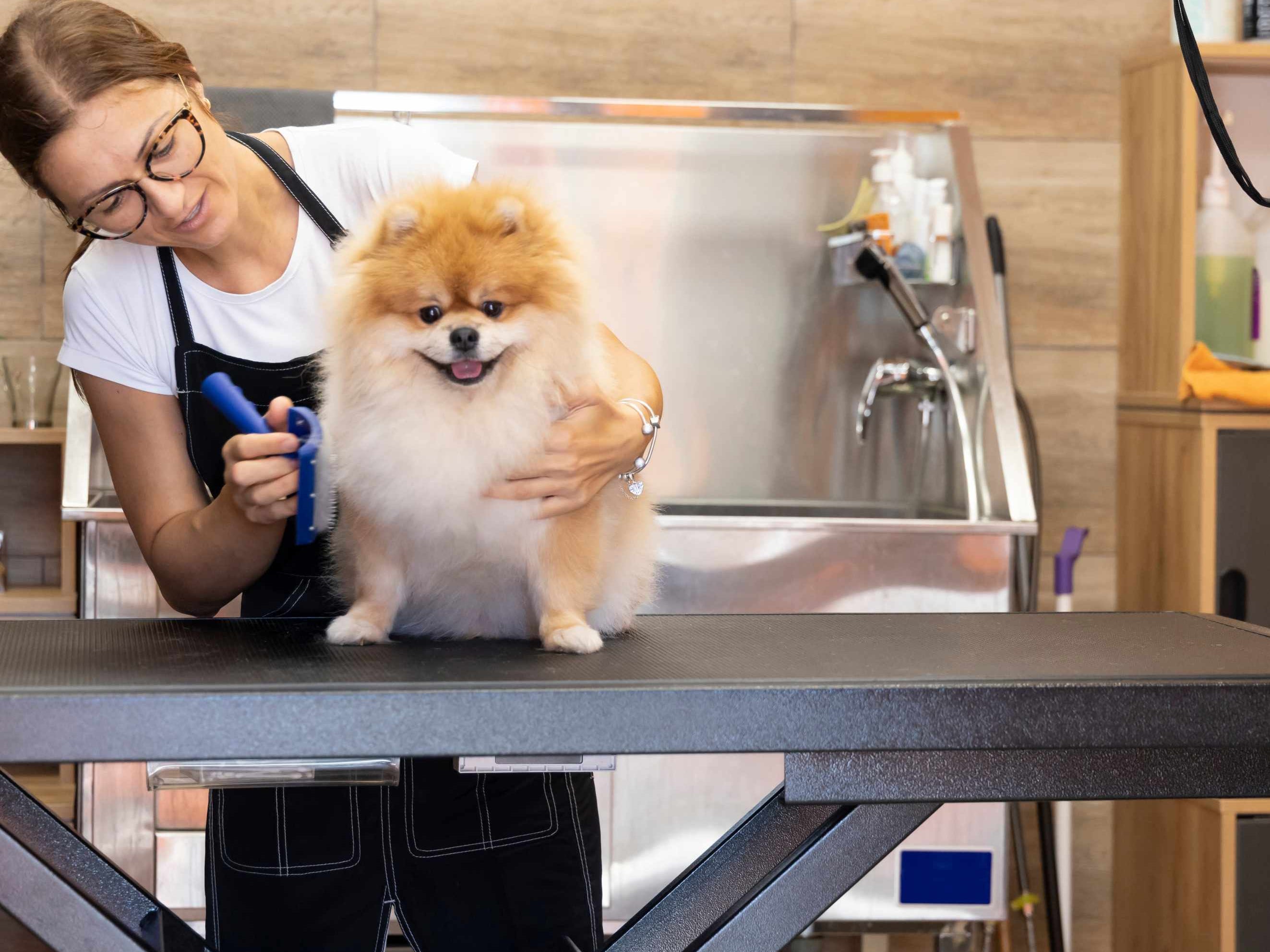 Eye Gunk in Pets Guide