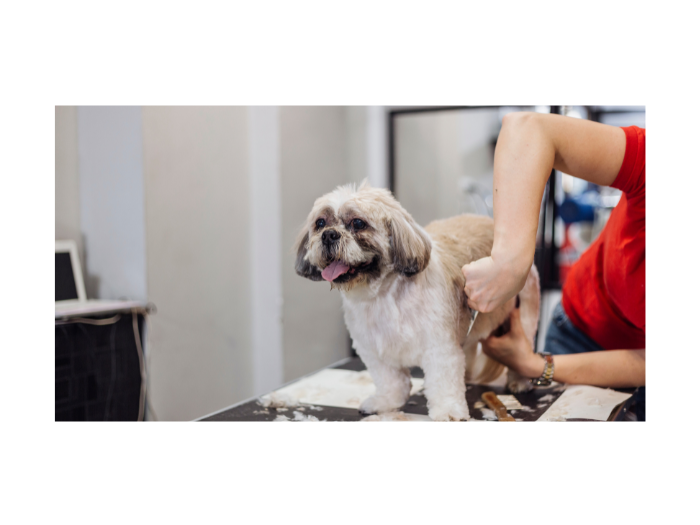 Do Dog Groomers Need to Be Licensed?