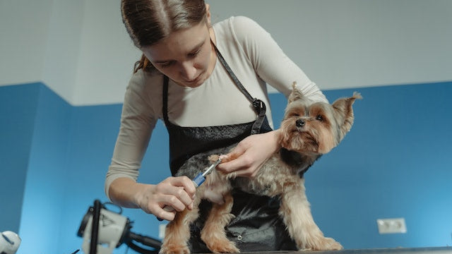 Alexandria Espinosa interview with professional dog groomer