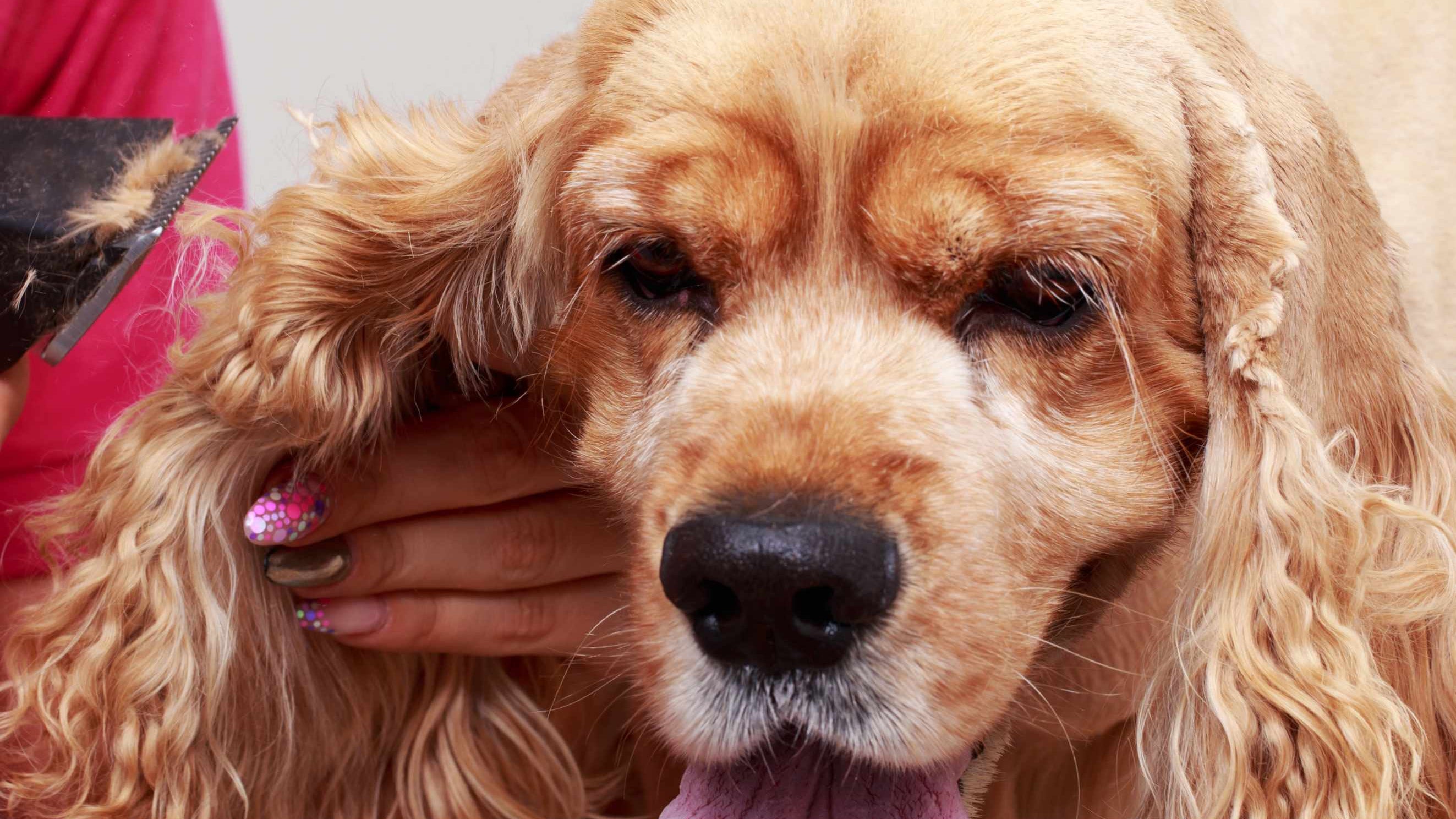 Grooming Long-Haired Dogs