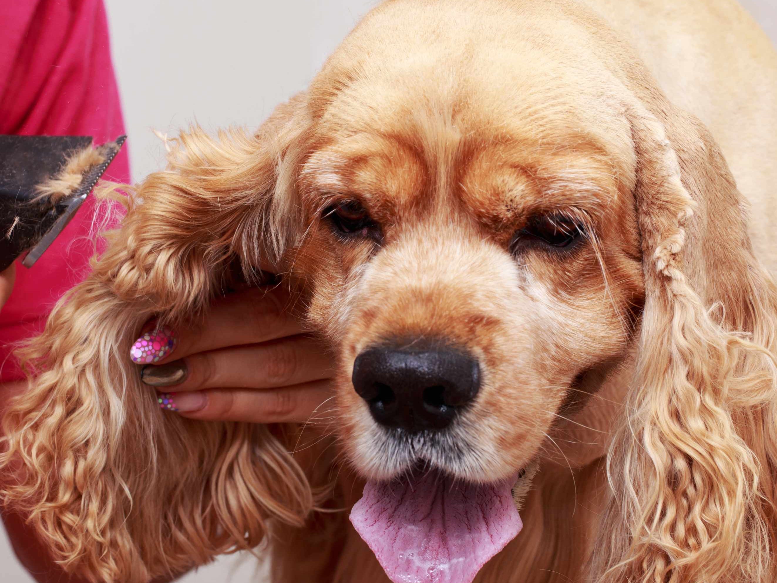 Grooming Long-Haired Dogs