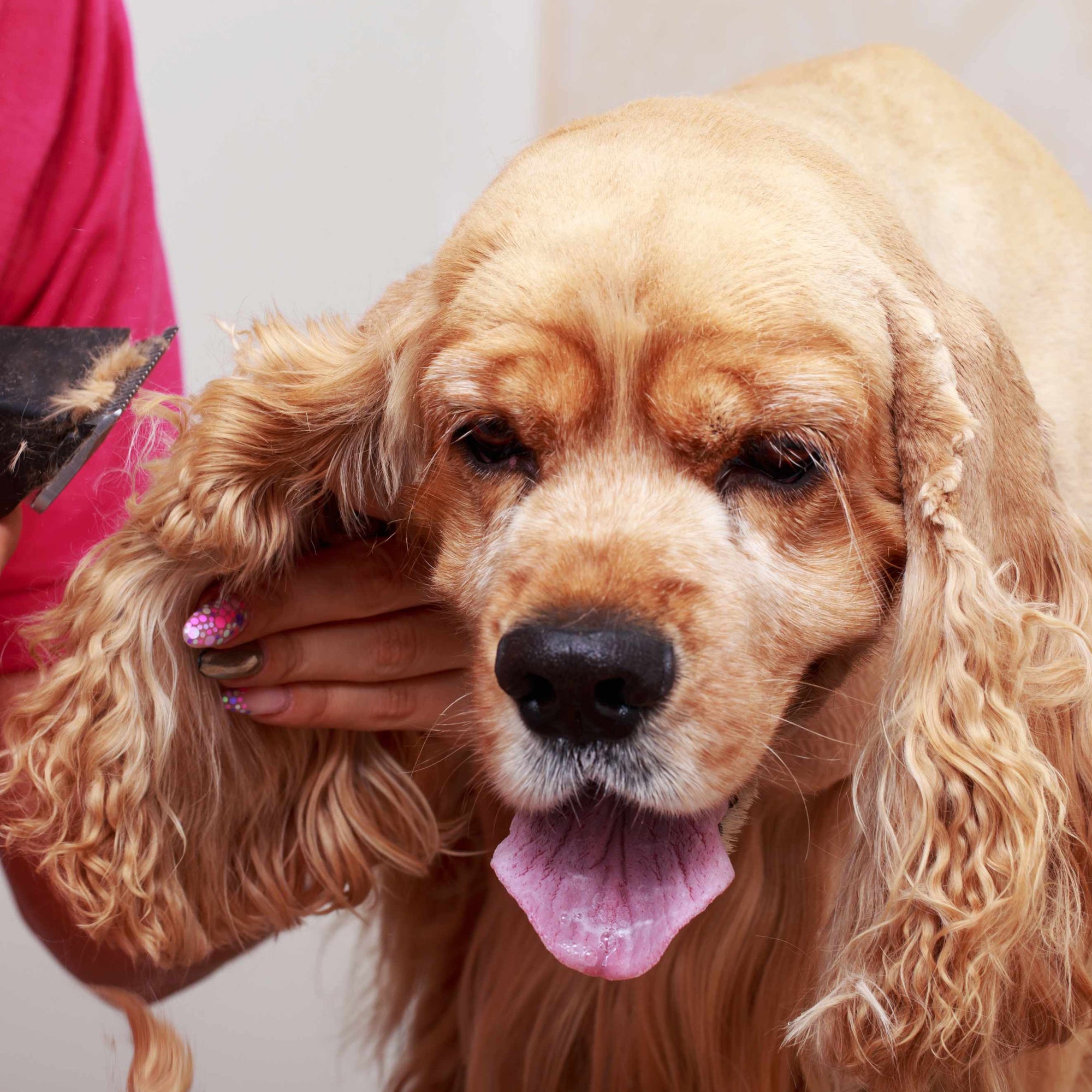 Grooming Long-Haired Dogs