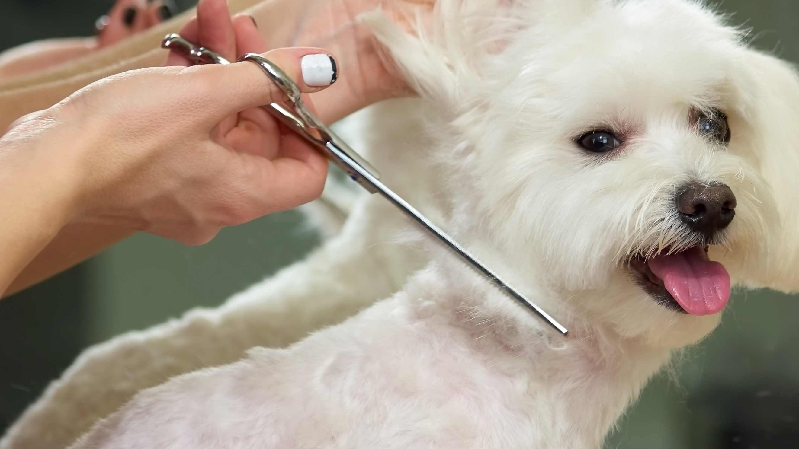 Guide to Grooming Short-Haired Dogs