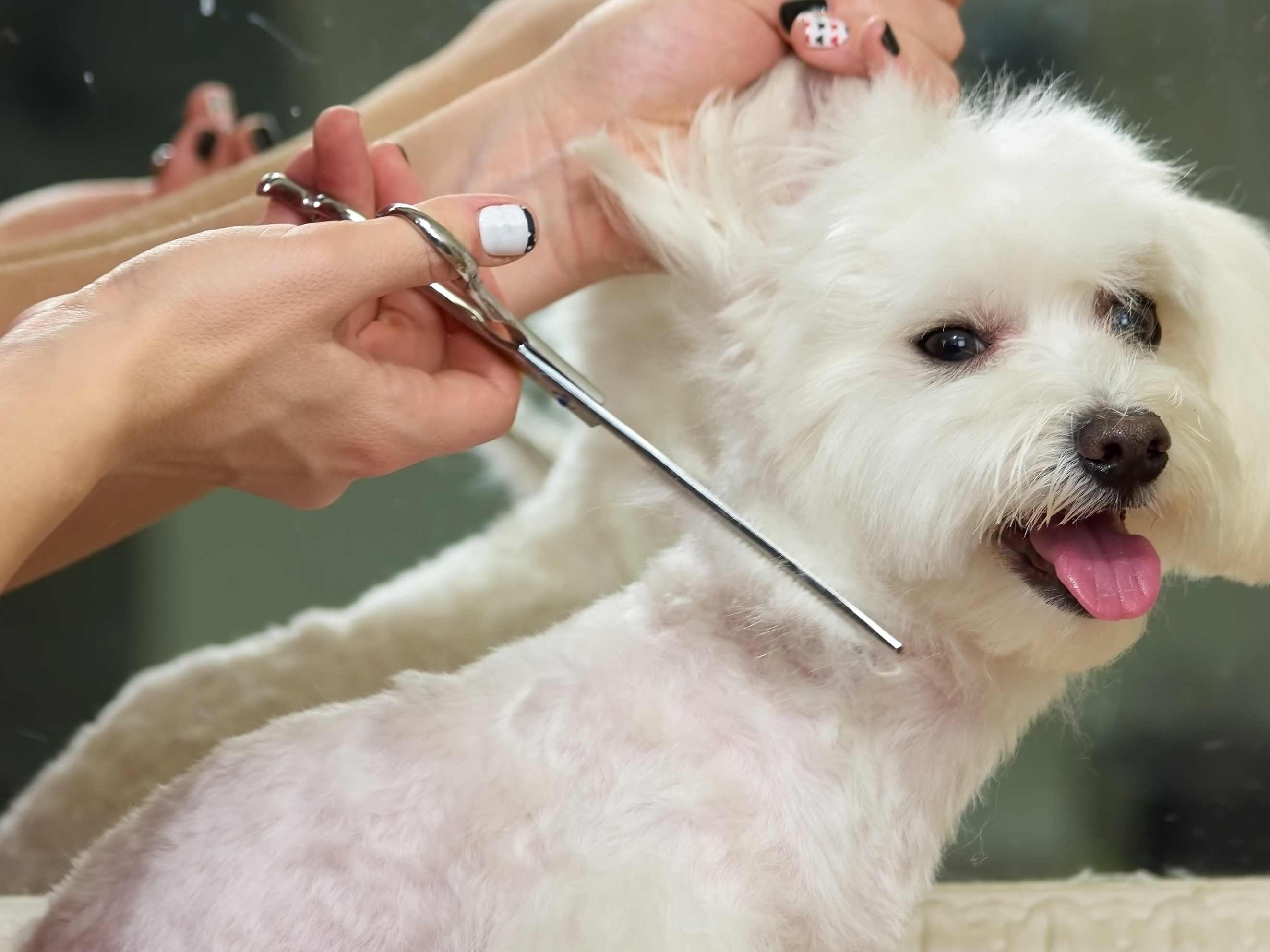 Guide to Grooming Short-Haired Dogs
