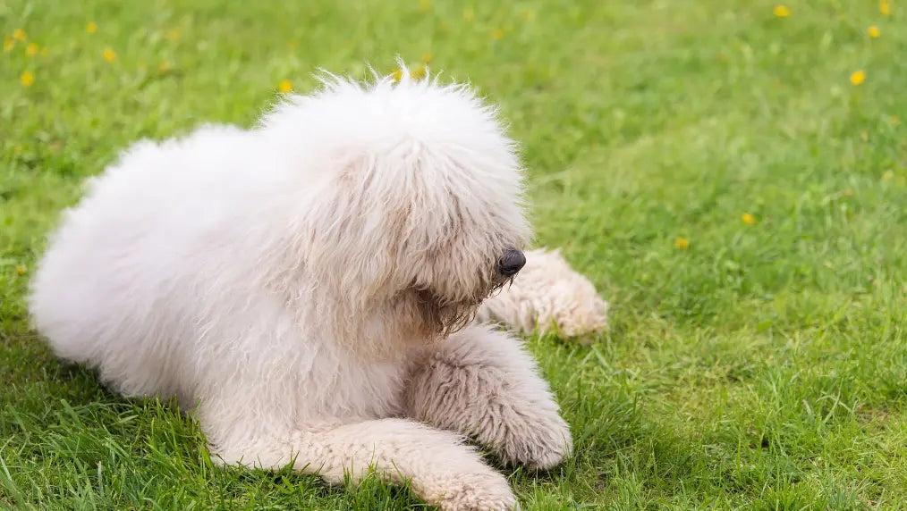 Komondor Grooming