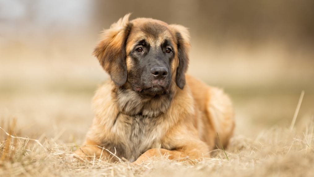 Leonberger Grooming