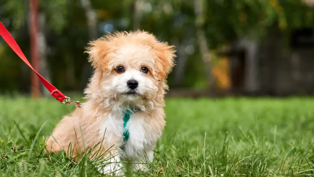 Maltipoo Grooming