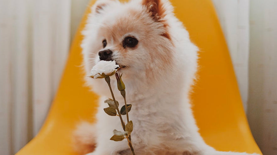 Top 10 Pomeranian Haircut Styles for groomers