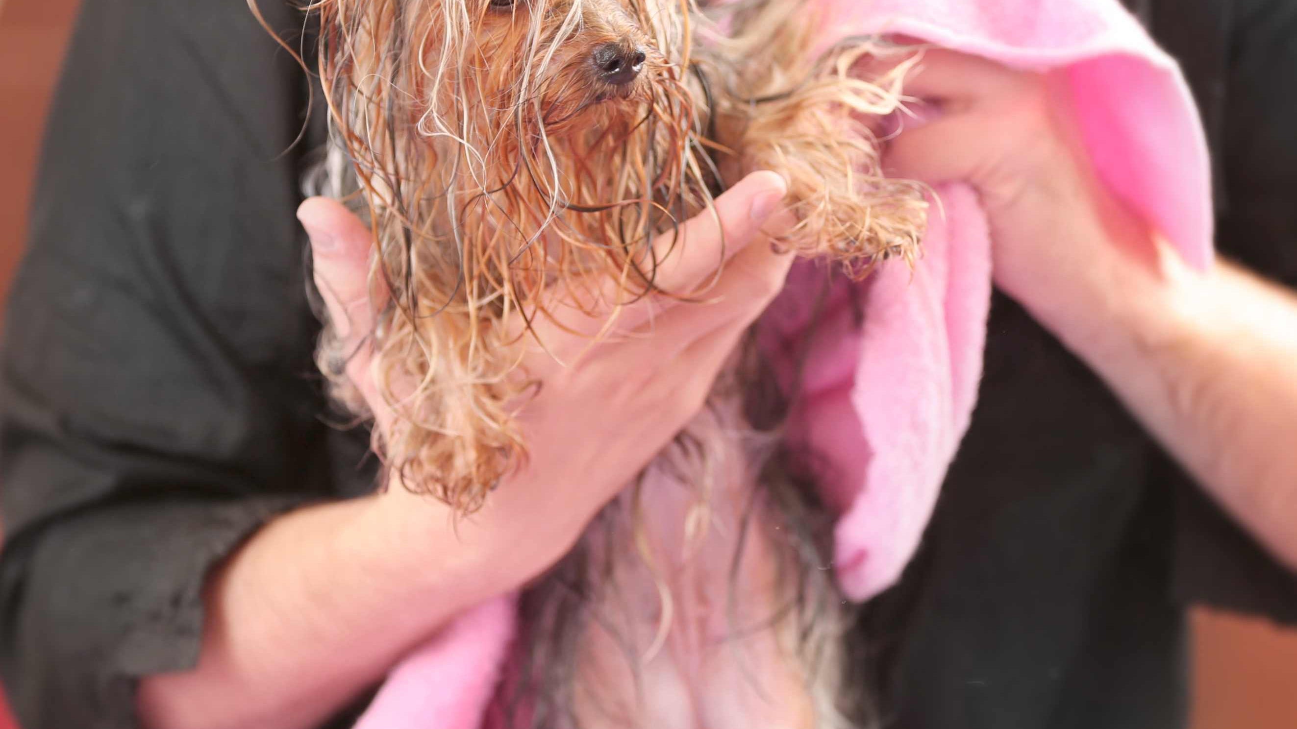 Pet Wipes for Cats and Dogs, Cats Ears Wipes