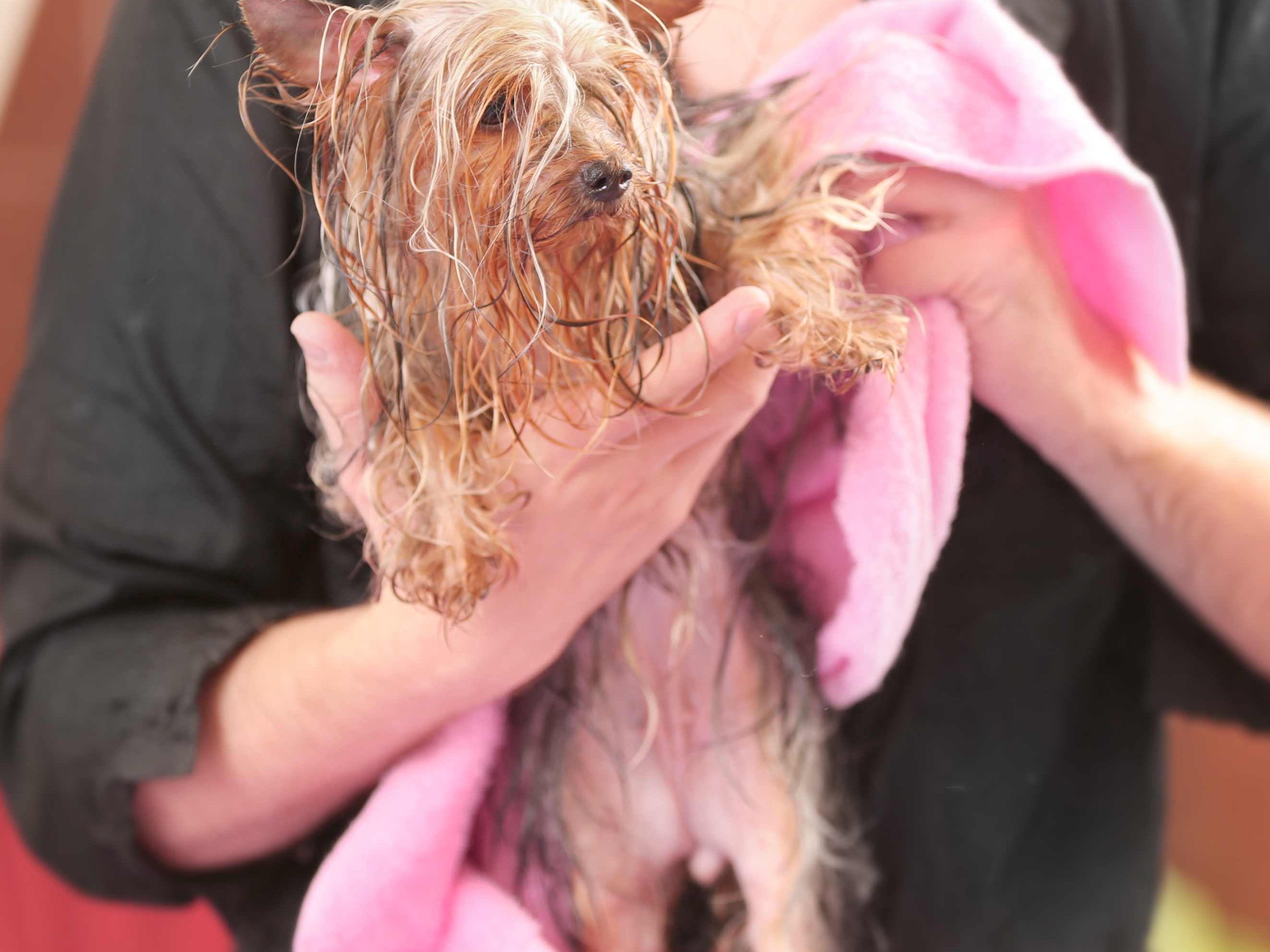 Pet Wipes for Cats and Dogs, Cats Ears Wipes