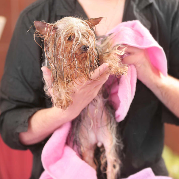 How to Clean a Cat's Ears with Wipes A Guide for Professional Pet