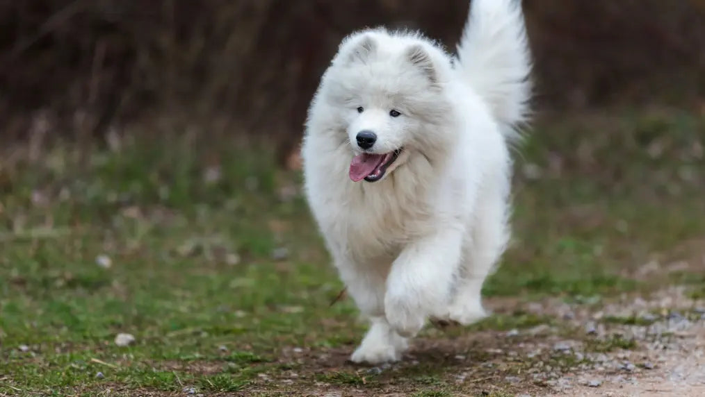 Samoyed Grooming