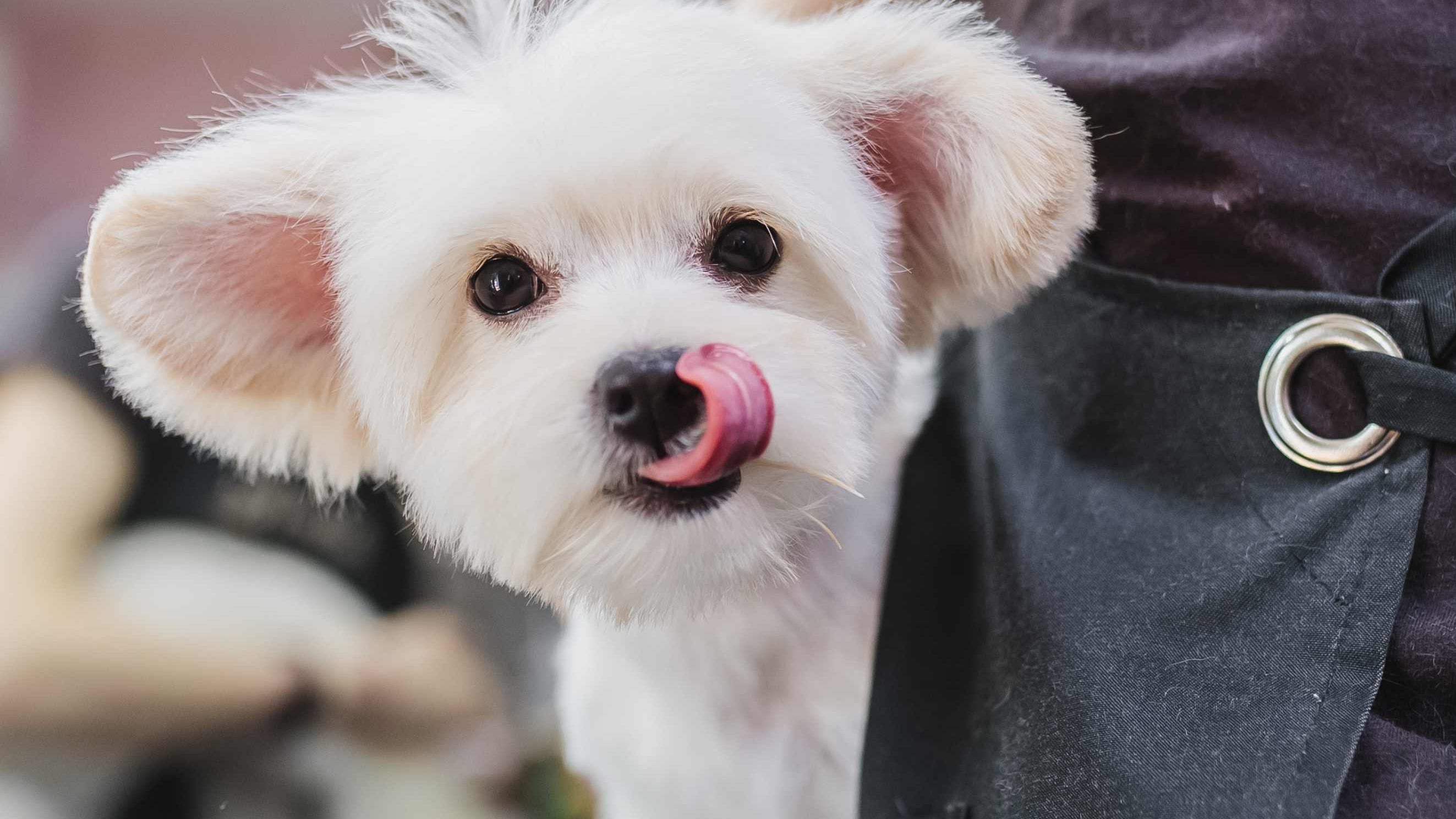 Seasonal Pet Grooming