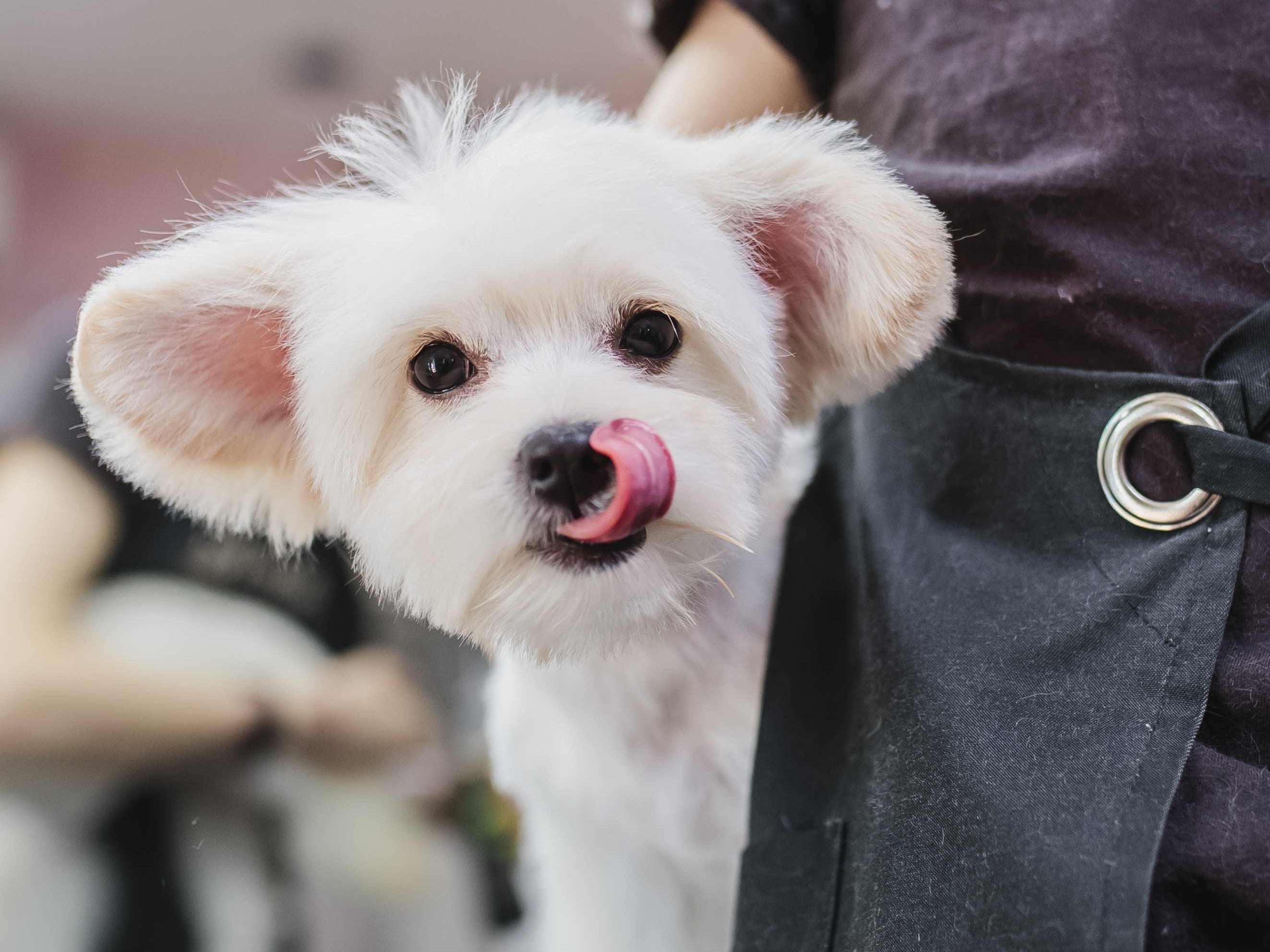 Seasonal Pet Grooming