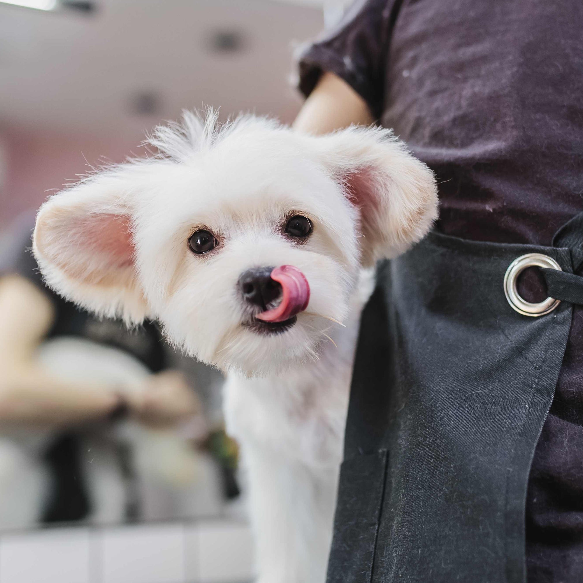 Seasonal Pet Grooming