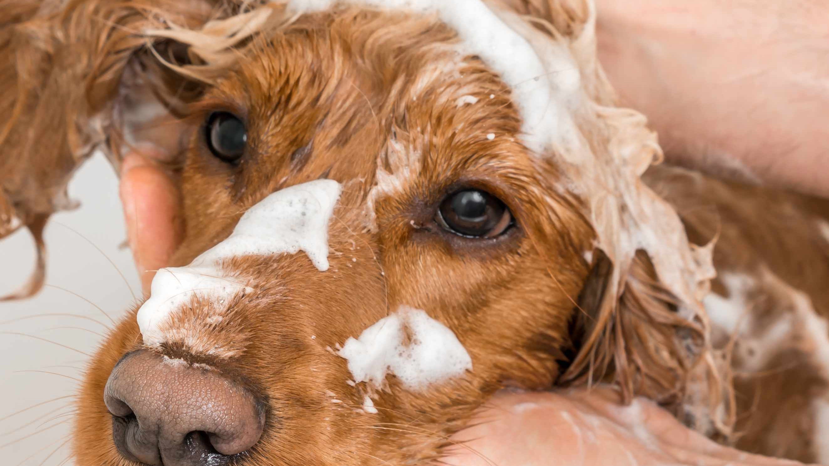 Selecting the Ideal Anti-Itch Shampoo for Dogs: A Guide for Professional Dog Groomers