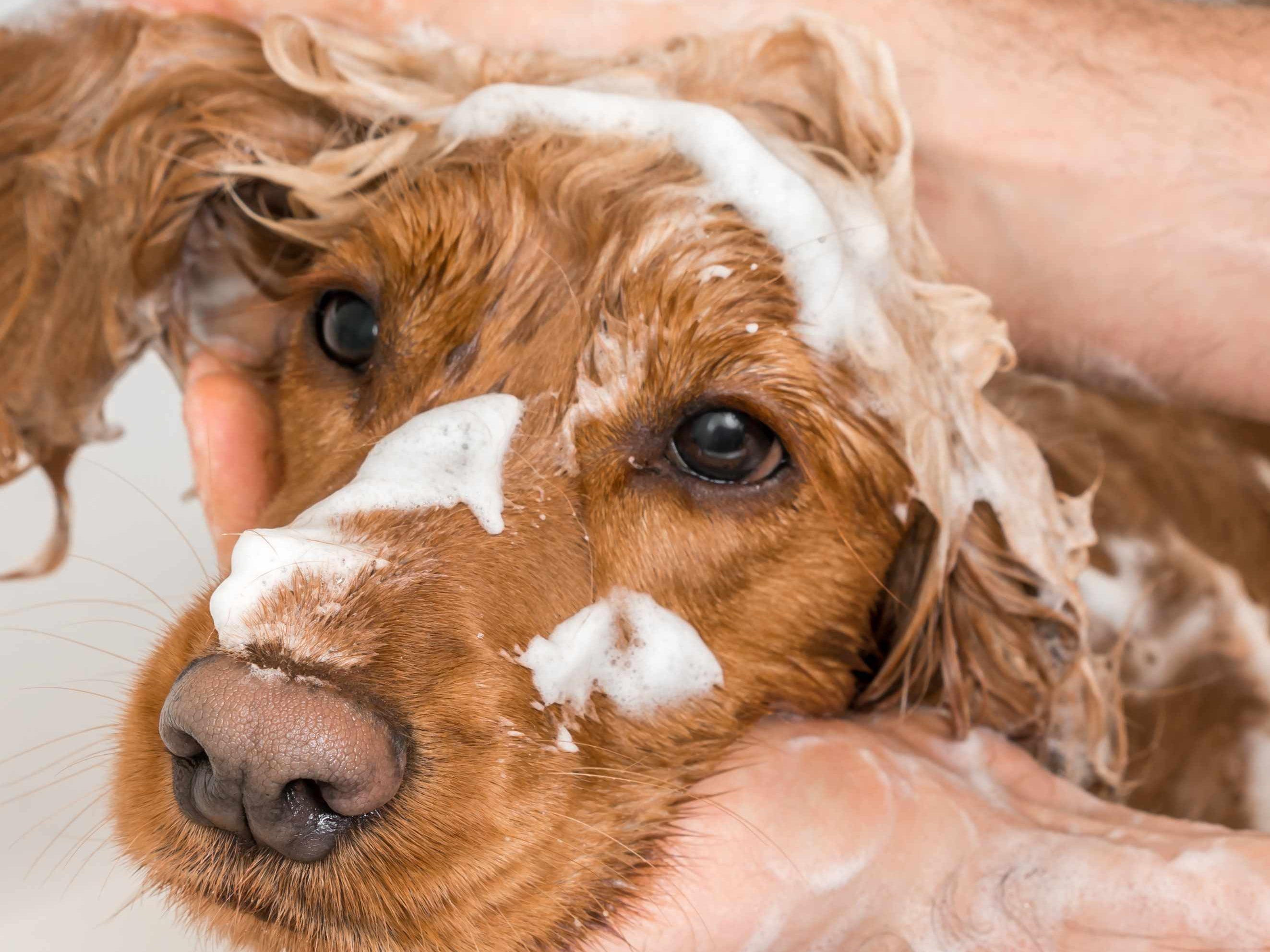 Selecting the Ideal Anti-Itch Shampoo for Dogs: A Guide for Professional Dog Groomers